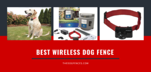 Best Wireless Dog Fence